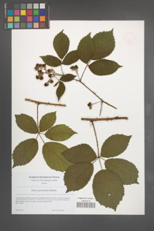 Rubus pyramidalis [KOR 49206]