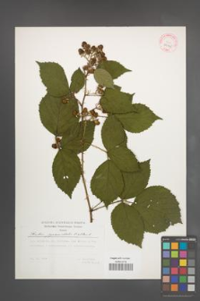 Rubus pyramidalis [KOR 29795]