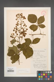 Rubus pyramidalis [KOR 10949]