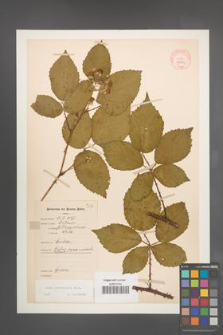 Rubus pyramidalis [KOR 10953]