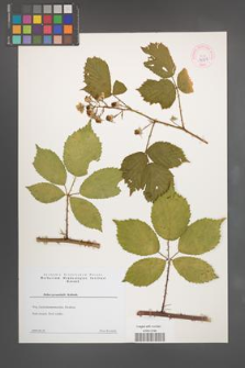 Rubus pyramidalis [KOR 44307]