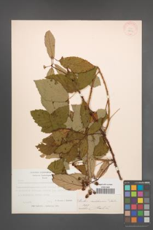 Rubus raddeanus [KOR 18535]