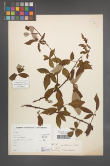 Rubus raddeanus [KOR 18536]