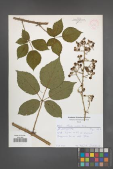 Rubus radula [KOR 52181]