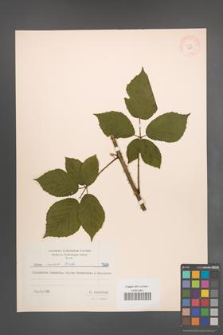Rubus radula [KOR 7209]