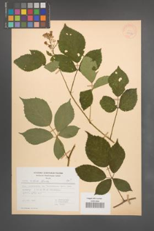 Rubus radula [KOR 27973]