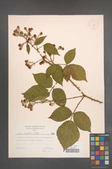 Rubus radula [KOR 7213]
