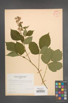 Rubus radula [KOR 10945]