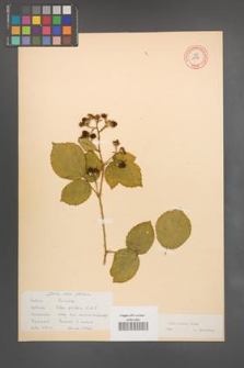 Rubus radula [KOR 10972]