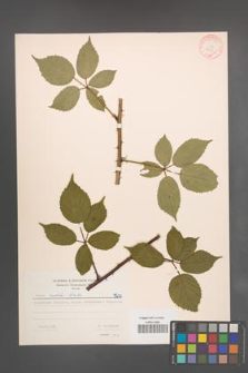 Rubus radula [KOR 7210]