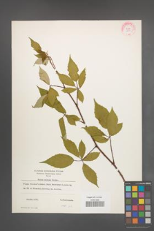 Rubus radula [KOR 10936]