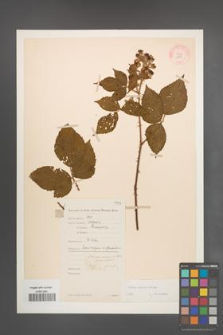 Rubus radula [KOR 10947]