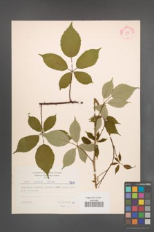Rubus radula [KOR 7219]