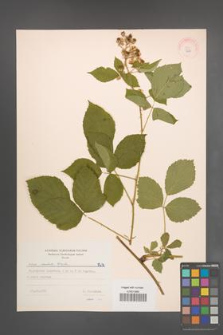 Rubus radula [KOR 7218]