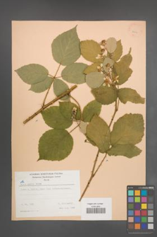 Rubus radula [KOR 22967]