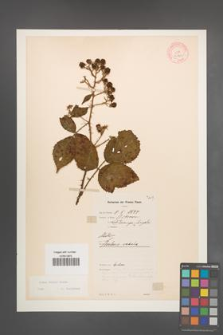 Rubus radula [KOR 10956]
