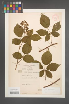 Rubus radula [KOR 10957]