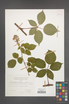 Rubus radula [KOR 29980]