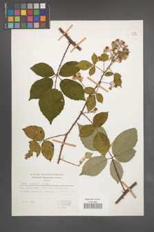 Rubus radula [KOR 29979]