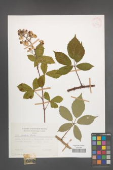 Rubus radula [KOR 29977]
