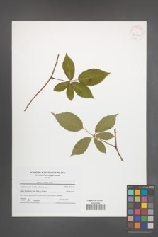 Rubus radula [KOR 42008]