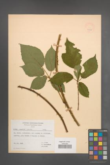 Rubus radula [KOR 47378]