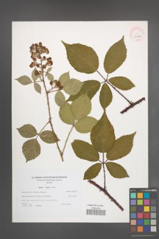 Rubus radula [KOR 40572]