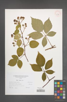 Rubus radula [KOR 40571]