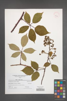Rubus radula [KOR 40919]
