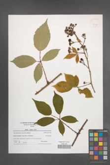 Rubus radula [KOR 40836]