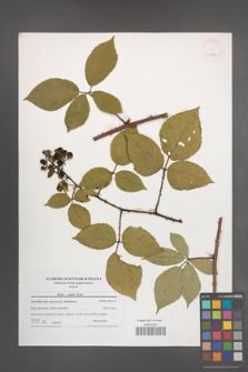 Rubus radula [KOR 40828]