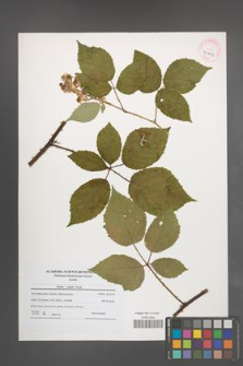 Rubus radula [KOR 40729]
