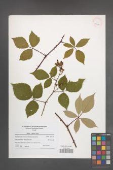 Rubus radula [KOR 41086]