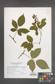 Rubus radula [KOR 40822]
