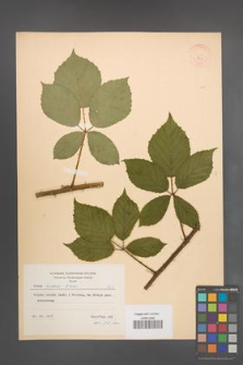 Rubus radula [KOR 8738]