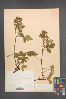 Rubus radula [KOR 8723]