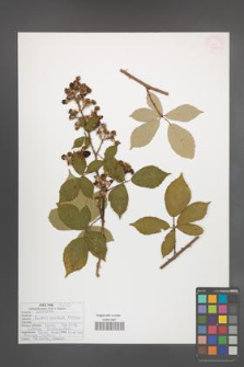 Rubus radula [KOR 54012]
