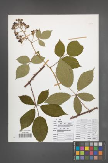 Rubus radula [KOR 50851]