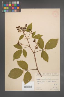 Rubus radula [KOR 800]