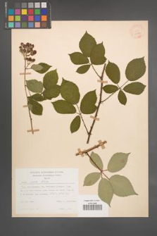 Rubus radula [KOR 22873]