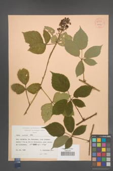 Rubus radula [KOR 54334]