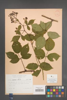 Rubus radula [KOR 30565]