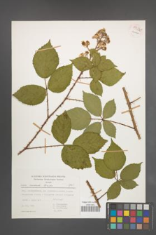 Rubus radula [KOR 54335]