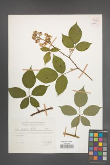 Rubus radula [KOR 54336]