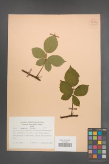 Rubus radula [KOR 54337]
