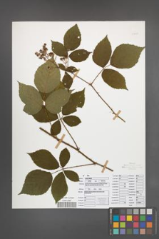 Rubus radula [KOR 50842]