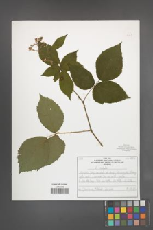 R. [Rubus] radula [KOR 50841]