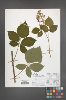 Rubus radula [KOR 50839]