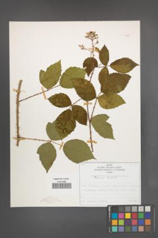 Rubus radula [KOR 50838]