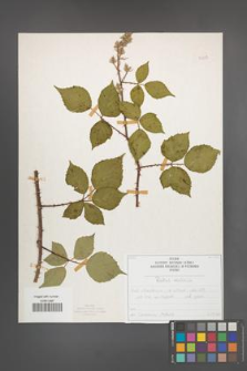 Rubus radula [KOR 50837]